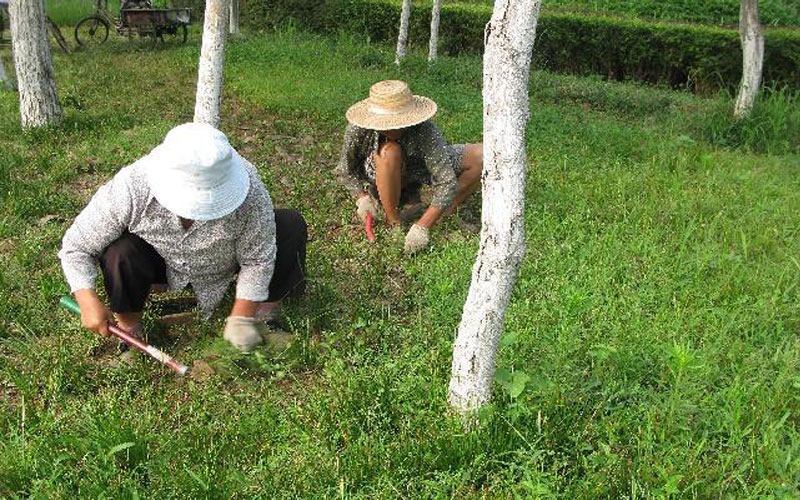 绿化养护中除草去杂